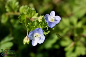 Veronica persica